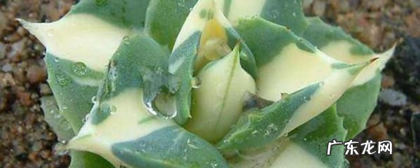 多肉雷神怎么浇水,多肉雷神花有毒吗?