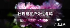 牡丹能在户外过冬吗，能耐多少度低温,汽车能耐多少度低温？