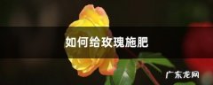玫瑰施肥方法，用什么肥好,尿素肥水养鱼施肥方法？