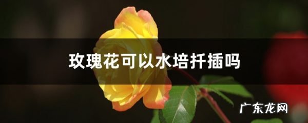 玫瑰花可以水培扦插吗,水培生根方法,玫瑰花如何水培生根?
