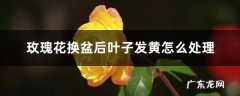 玫瑰花换盆后叶子发黄怎么处理，换盆以后不发新枝怎么办,金钱树叶子发黄怎么补救？