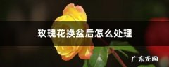 玫瑰花换盆后怎么处理，可以晒太阳吗,换盆后多久可以晒太阳？