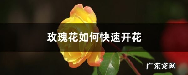 玫瑰花如何快速开花，如何让玫瑰花多开花,怎么让鲜切花的花苞开花？