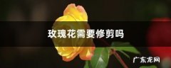 玫瑰花需要修剪吗，修剪方法图解,玫瑰花怎么修剪插花瓶？