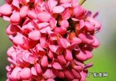 紫荆花种类及图片大全 紫荆图片附介绍