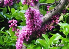 紫荆花如何修剪 紫荆应怎样科学修剪