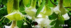 绿色曼陀罗花语与传说 绿色曼陀罗花语