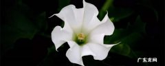 曼陀罗花花语及介绍 曼陀罗花花语