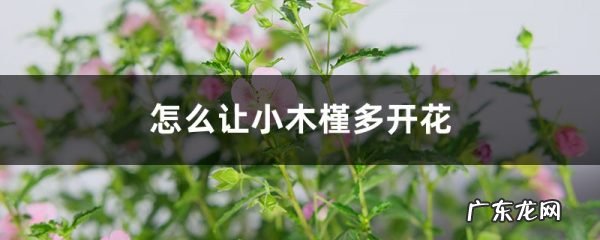 怎么让小木槿多开花,开花期怎么养,盆栽木槿花?