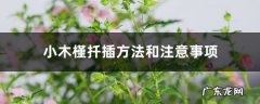 小木槿扦插方法和注意事项,小木槿扦插时间和方法？