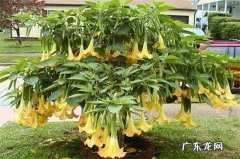 曼陀罗切开和秋葵一样吗 曼陀罗和秋葵的区别