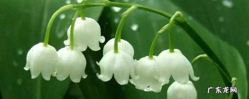 铃兰的花期有多长 铃兰一年开几次花