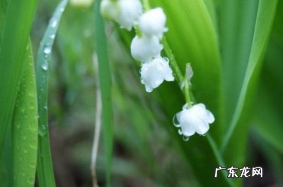 铃兰开花时间 铃兰的花期及开花注意事项