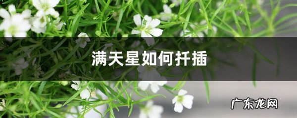 满天星如何扦插,如何修剪,紫花满天星扦插图解?