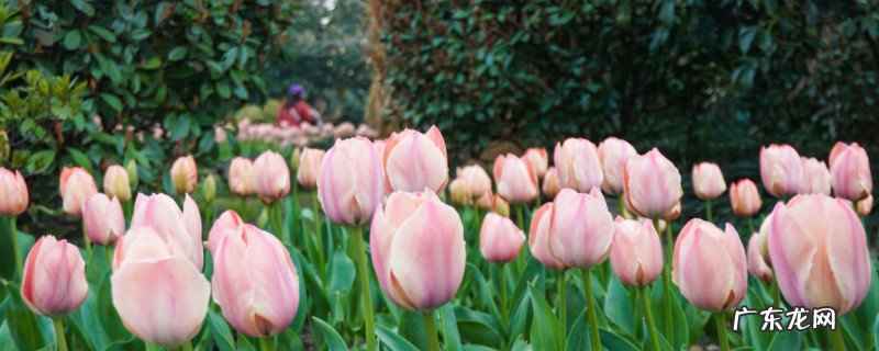 粉色郁金香的寓意 粉色郁金香花语和寓意