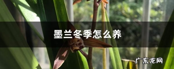 墨兰冬季怎么养,怎么浇水,在室内养墨兰浇水方法?