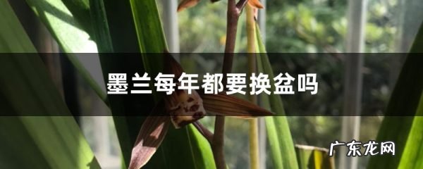 墨兰每年都要换盆吗,墨兰多长时间翻一次盆?
