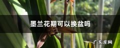 墨兰花期可以换盆吗,墨兰用什么土栽培最好？