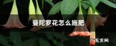 曼陀罗花怎么施肥,曼陀罗花图片大全？