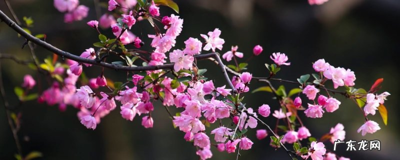 海棠的种类与辨别方法 海棠的种类