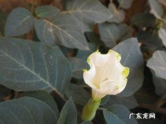 曼陀罗花怎么浇水？春夏秋冬各不同！,君子兰冬季浇水的正确方法？