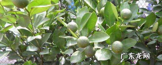 橘子树什么时候开花什么时候结果