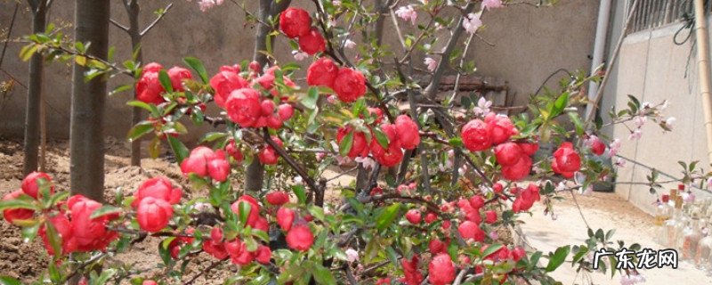 盆栽海棠花的养殖方法视频 盆栽海棠花的养殖方法