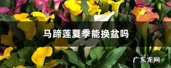 马蹄莲夏季能换盆吗,马蹄莲换盆技巧,花卉换盆的五个步骤?