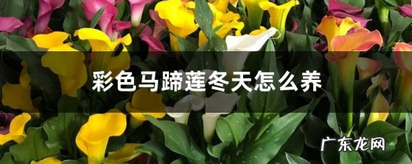 彩色马蹄莲怎么过冬,冬天会死吗,马蹄莲过冬要挖起来吗?