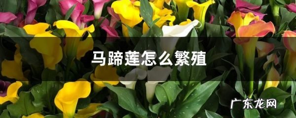 马蹄莲怎么繁殖,马蹄莲分株方法图解?