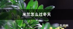 米兰怎么过冬天，米兰花过冬最低温度,米兰花冬季怎么过冬？