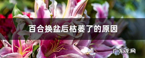 百合换盆后枯萎了的原因,怎么解决,花移盆后枯萎了怎么办?