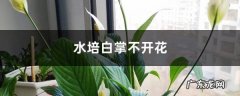 水培白掌不开花怎么办,白掌长叶不开花怎么办？