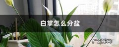 白掌怎么分盆,白掌太密了怎么办？