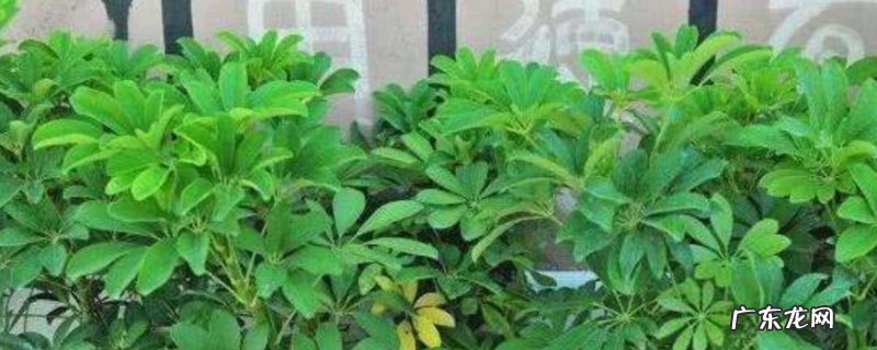 鸭掌木叶子发黄脱落怎样挽救 鸭掌木叶子发黄脱落怎么回事