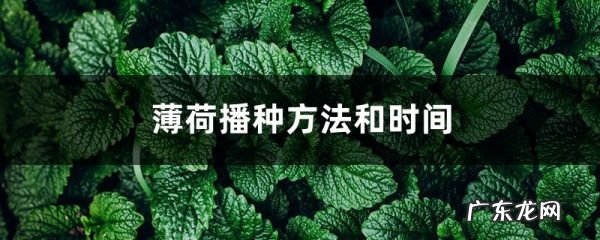 薄荷播种方法和时间,薄荷可以一年四季种吗,薄荷四季常青吗?
