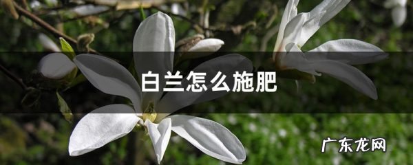 白兰怎么施肥,白兰是谁?