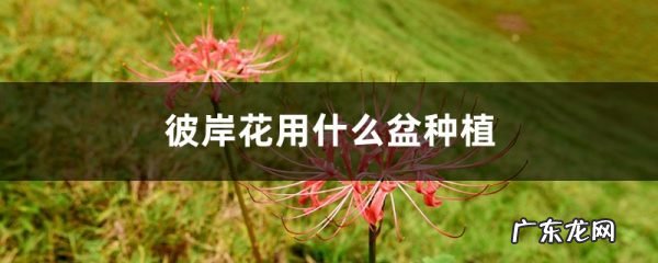 彼岸花用什么盆种植,夏季可以给彼岸花换盆吗,种植彼岸花的禁忌?