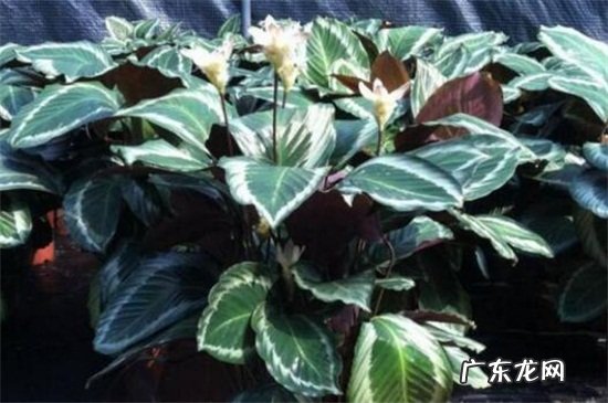 孔雀竹芋开花是什么颜色 孔雀竹芋开花代表什么