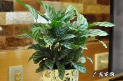 养孔雀需要注意哪些细节 孔雀养殖注意事项