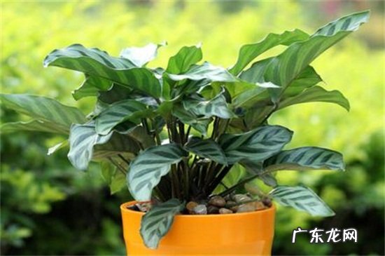 孔雀竹芋有什么作用 孔雀竹芋的风水作用