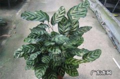 孔雀竹芋叶子焦边烂根 孔雀竹芋叶子焦边
