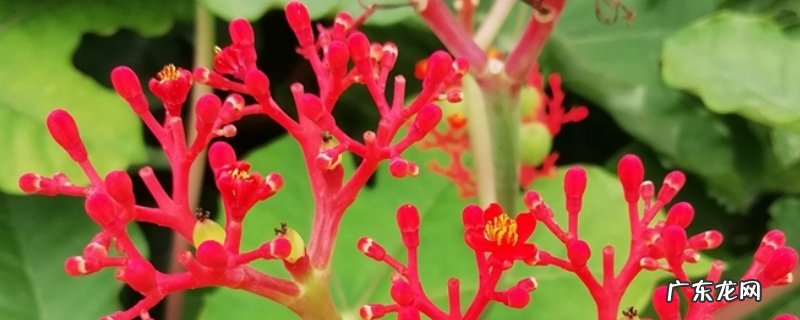 佛肚海棠吉凶 佛肚海棠的寓意