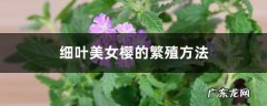 细叶美女樱的繁殖方法,美女樱可以水培吗？