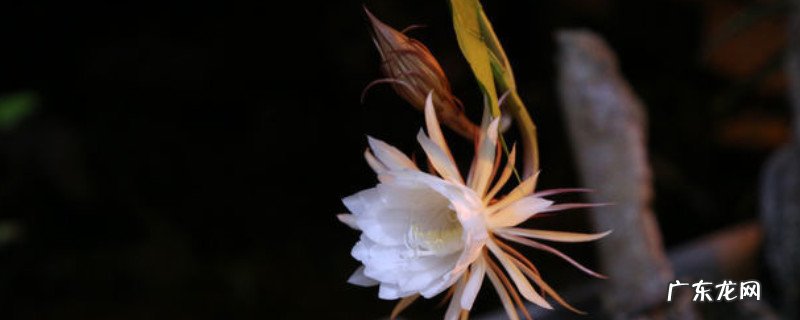 昙花开完花后用剪掉吗 剪下来的昙花如何处理