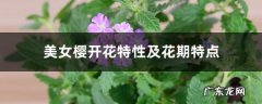美女樱开花特性及花期特点,美女樱冬天开花吗？
