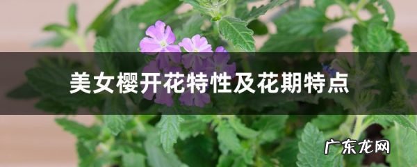 美女樱开花特性及花期特点,美女樱冬天开花吗?
