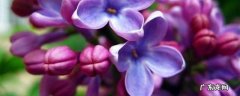 丁香花的越冬方法有肉吗 丁香花的越冬方法