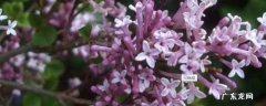 丁香花一般在什么时候开什么时间开 蓝丁香花什么时候开放