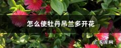 怎么使牡丹吊兰多开花,牡丹吊兰如何爆盆？